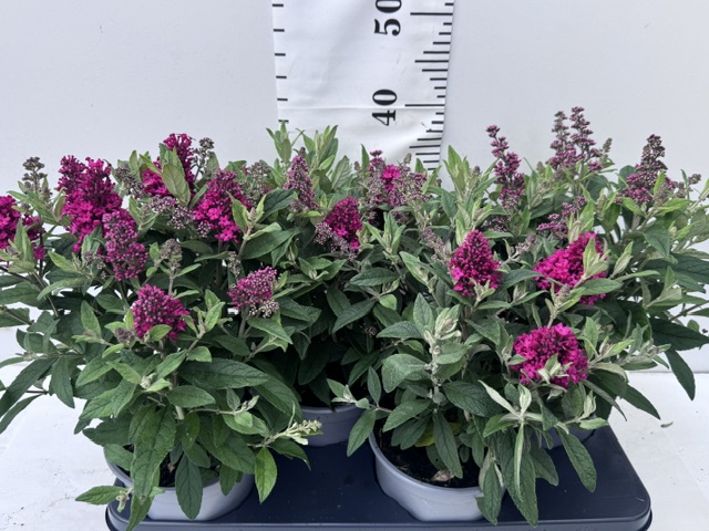 Buddleja rot