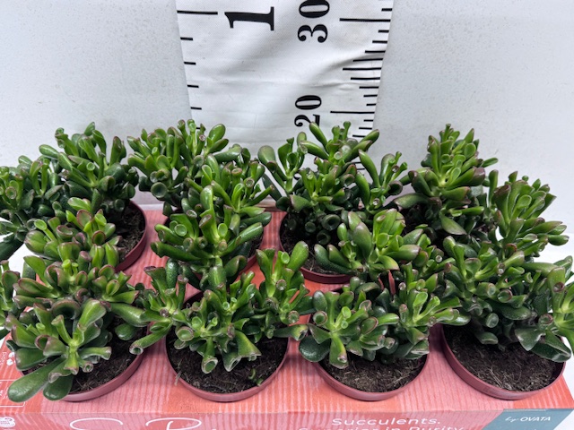 Crassula Trompet