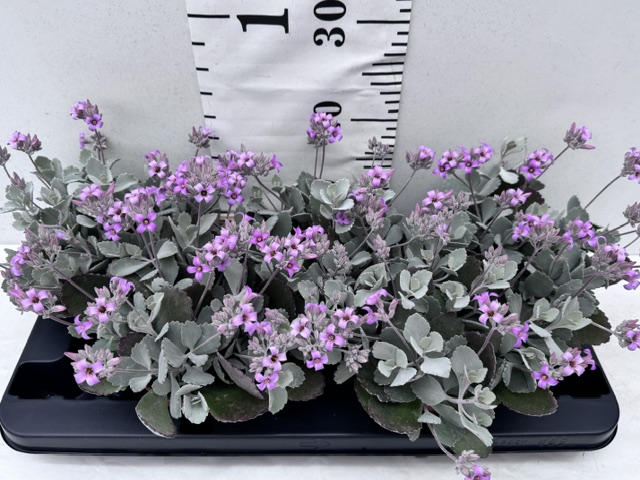 Kalanchoe Pumila