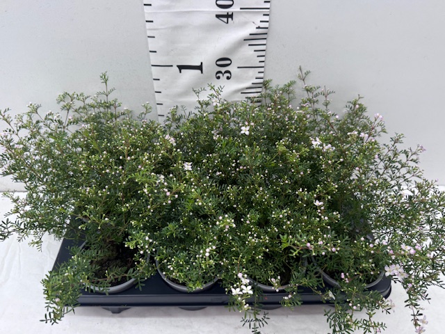 Boronia Anemonifolia