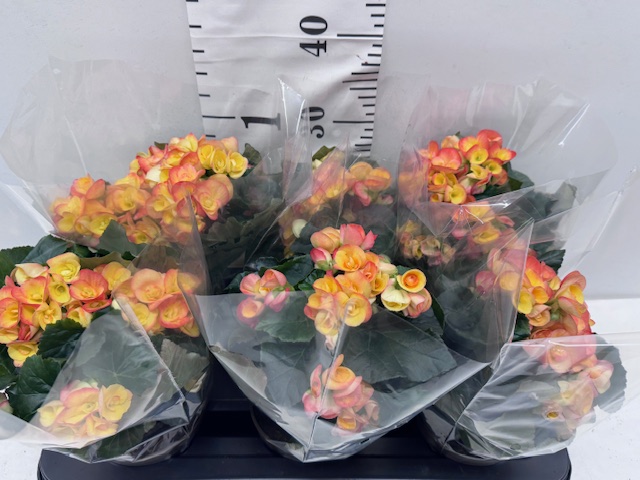 Begonie 13er orange/gelb