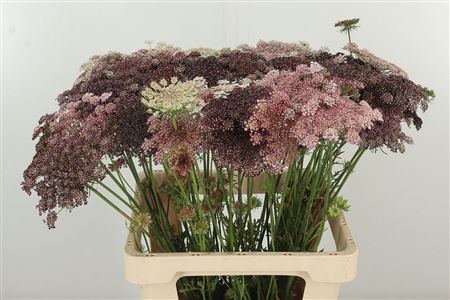 DAUCUS CAROTA DARA