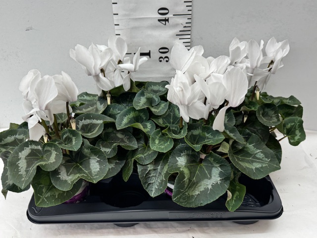 Cyclamen 13er weiß