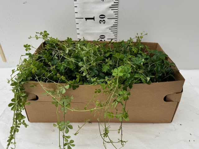 Cissus Striata rankend