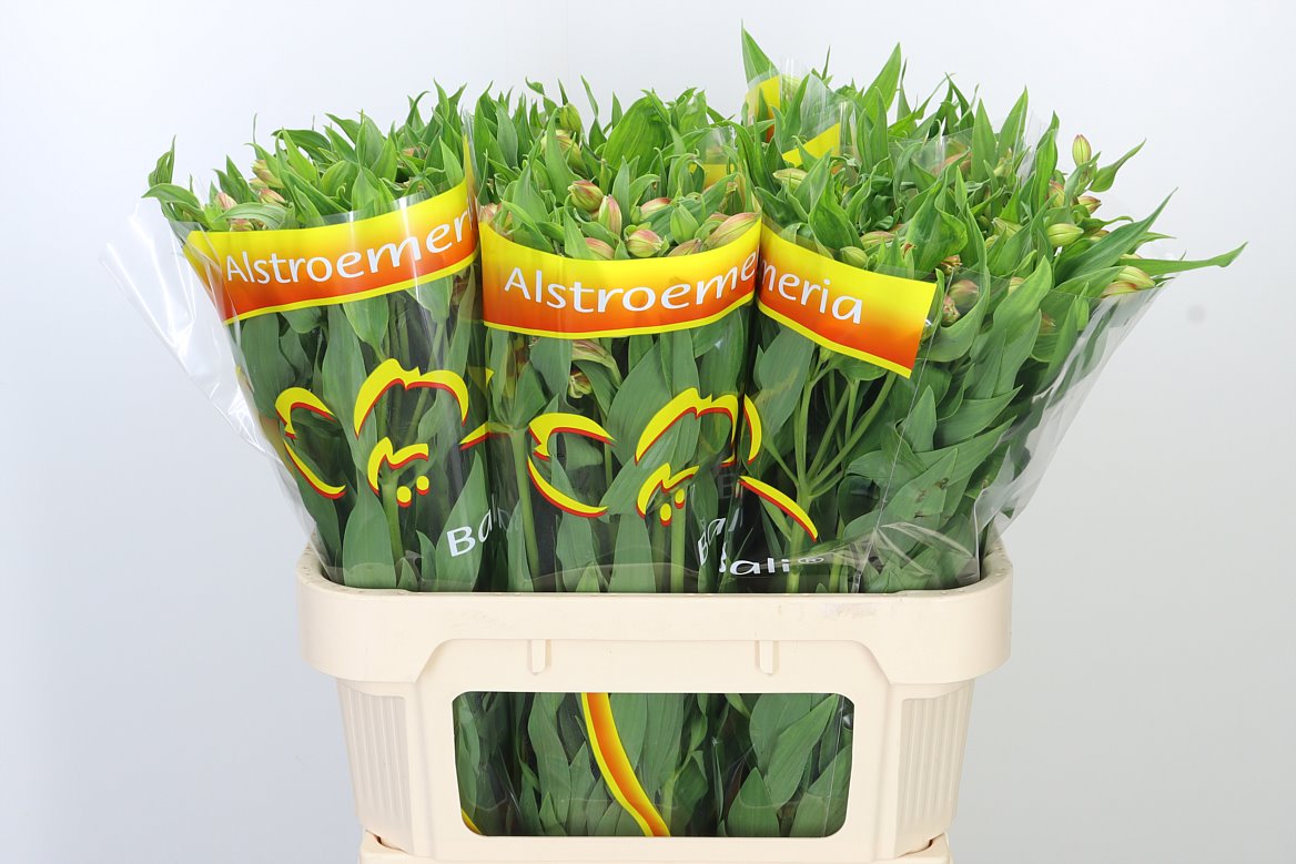 Alstromerien Mix