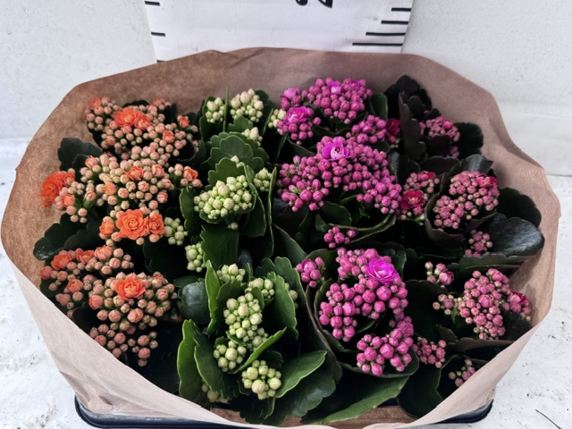 Calan Mini Mix