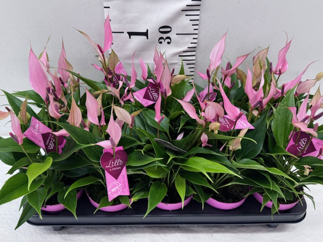 Anthurien Lilli 11er