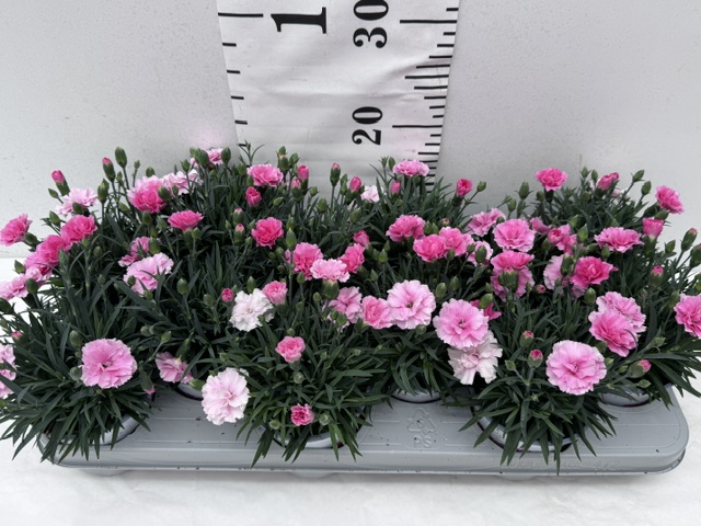 Dianthus I Love U