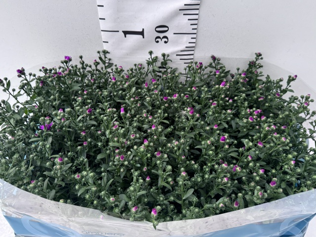 Aster Novi B pink