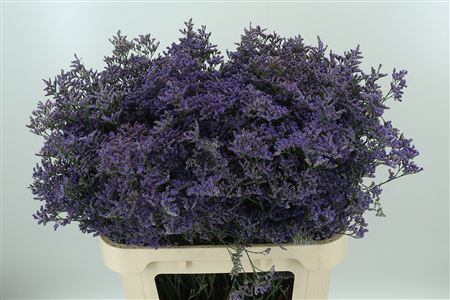 LIMON SAF CLASSIC BLUE