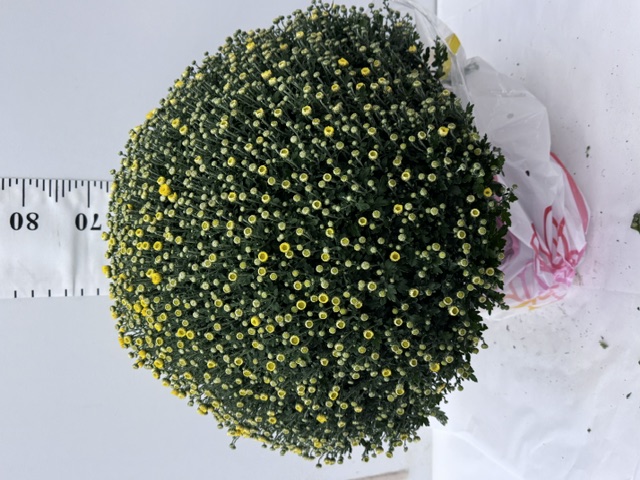 Chrys Busch XXL gelb