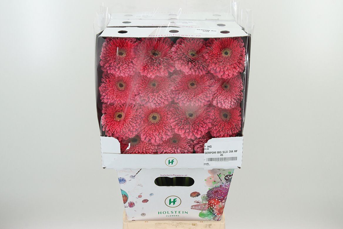 GE GR @ POM BIG SJIA