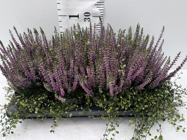Callunen/Mühle rosa Bl