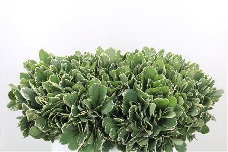 Pittosporum Israel
