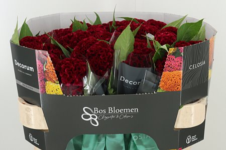 Cellosien pink rot