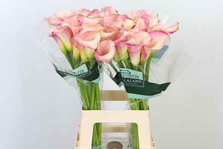 Calla rosa Blushing Lady