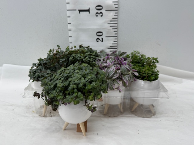 Grün Mini Deko 4267