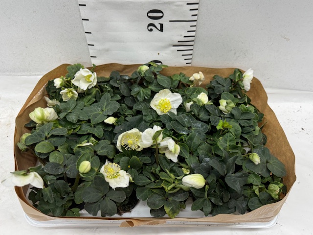 Helleborus Mini