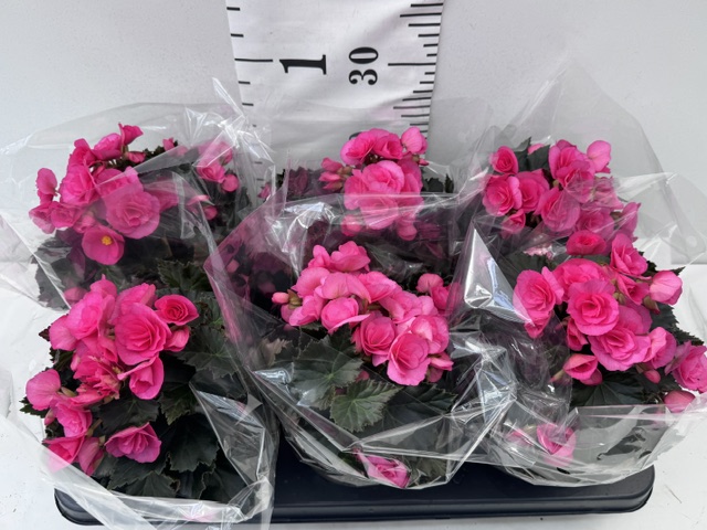 Begonie 13er pink