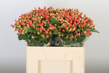 Hyp Mag Roy Princess