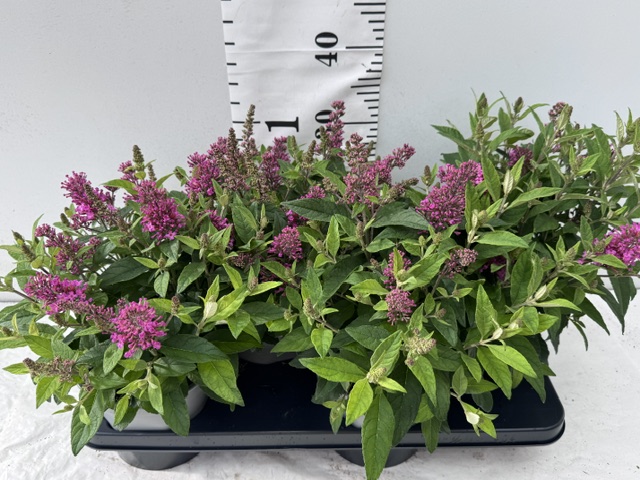 Buddleja rosa