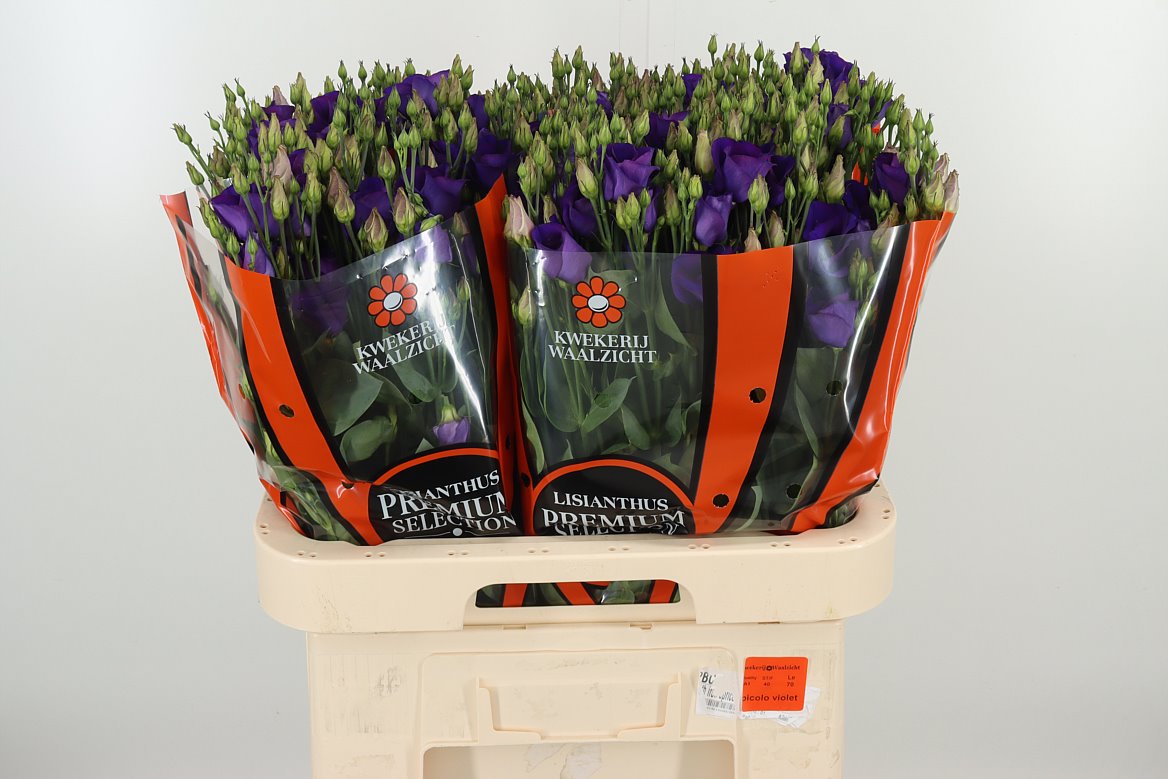 Lysianthus blau