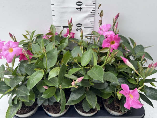 Dipladenie rosa
