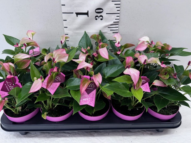 Anthurien Matata 11er