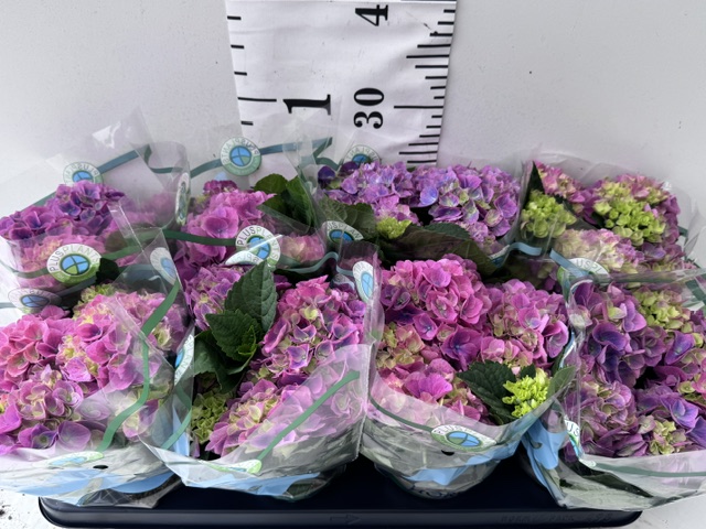 Hydr Midi rosa