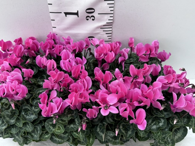 Cyclamen Midi rosa
