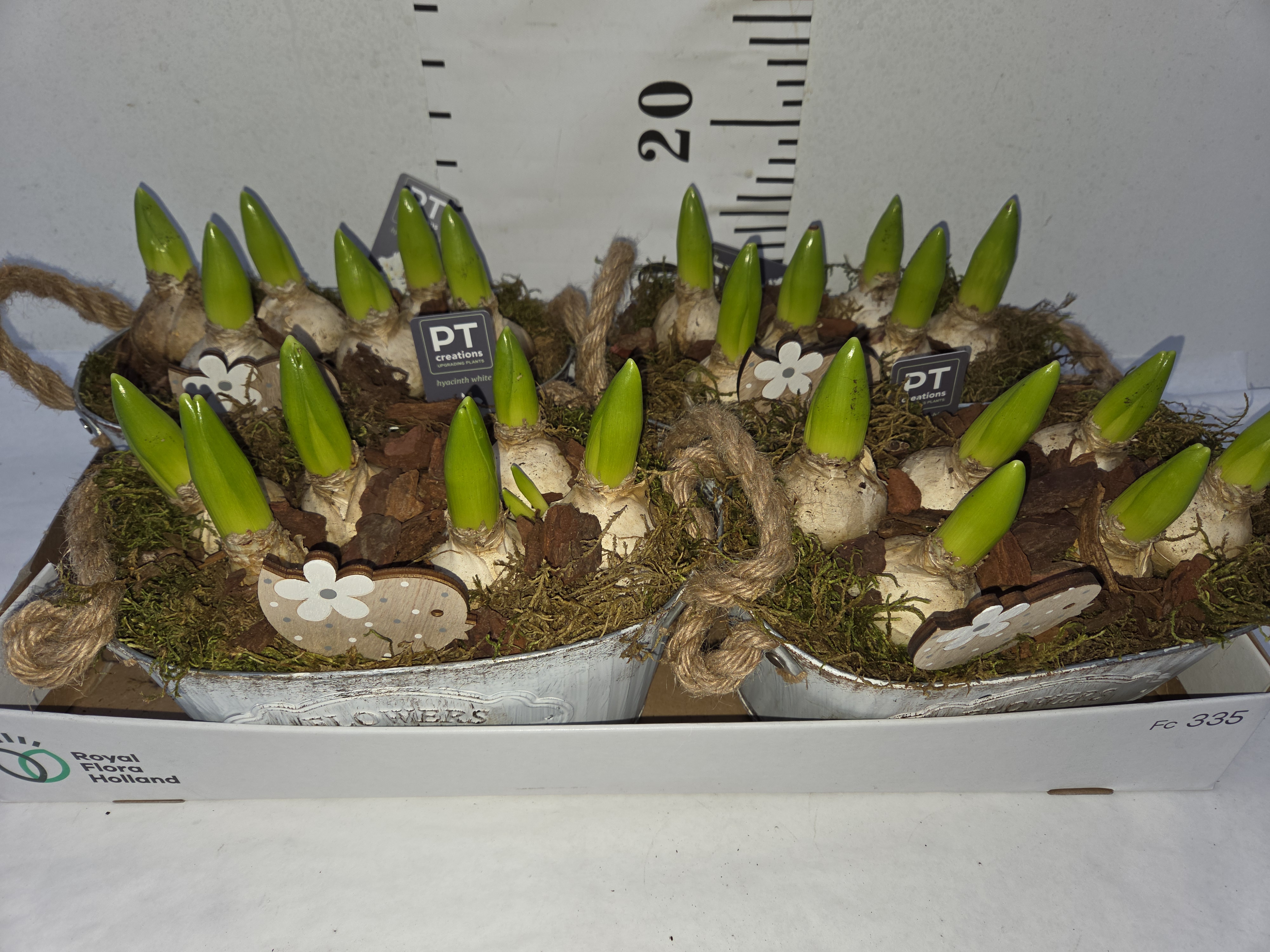 ARR HYACINTH IN ZINKEN BAK OVAAL