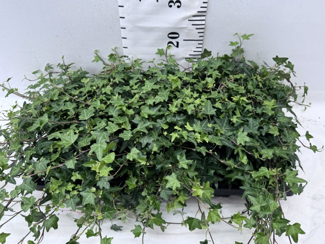 Hedera 9er Ripple Green