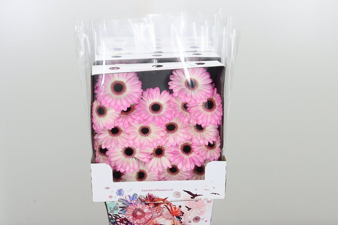 Germini Lollipop rosa