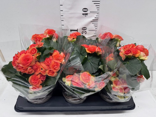 Begonie 13er orange