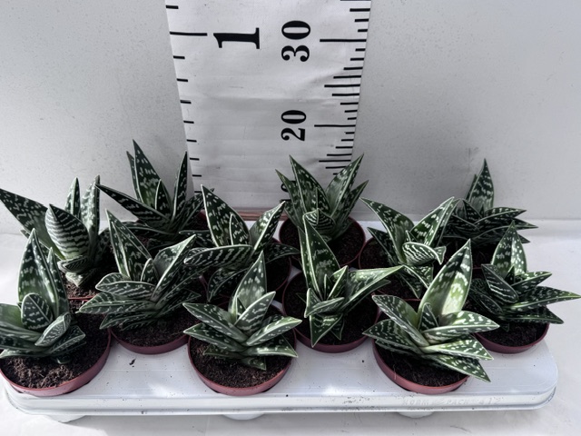 Aloe Variegata