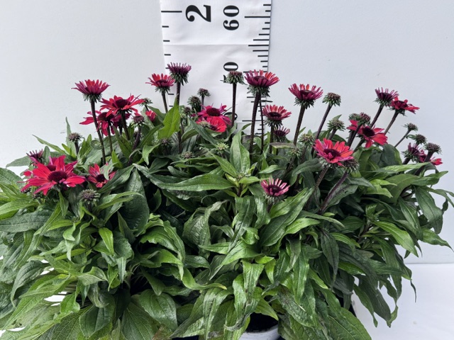 Echinacea rot