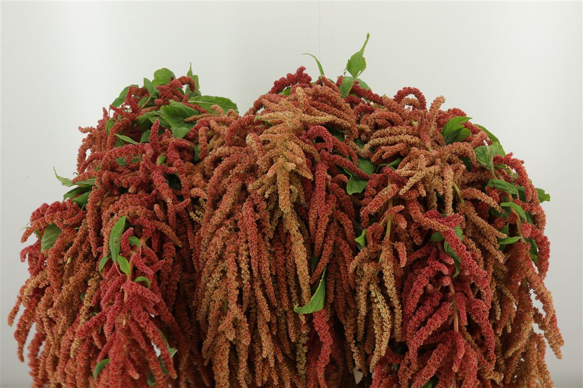 Amaranthus apriko hängend