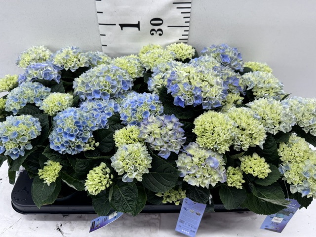 Hydr Magical Midi blau