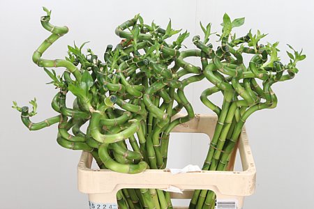 Lucky Bamboo