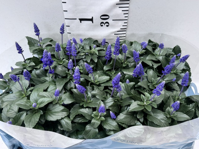 Salvia Farinacea
