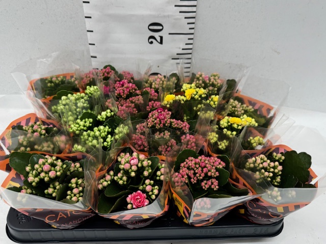 Calan Mini Mix