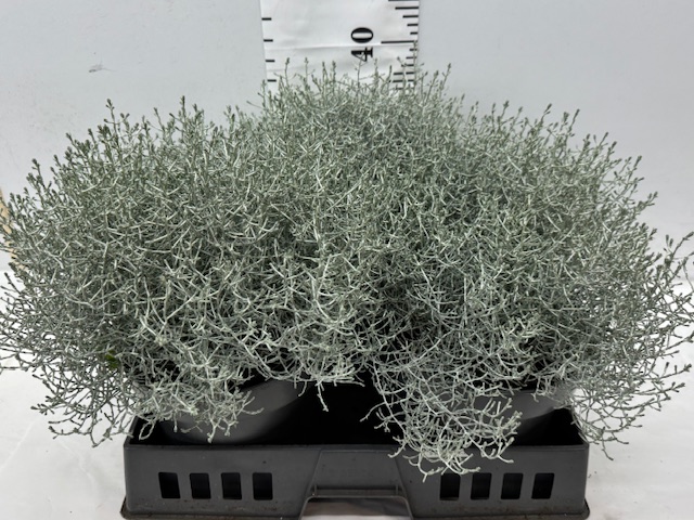 Calocephalus Busch