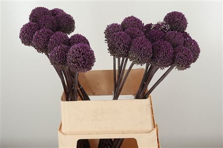 Allium Summer Drumme
