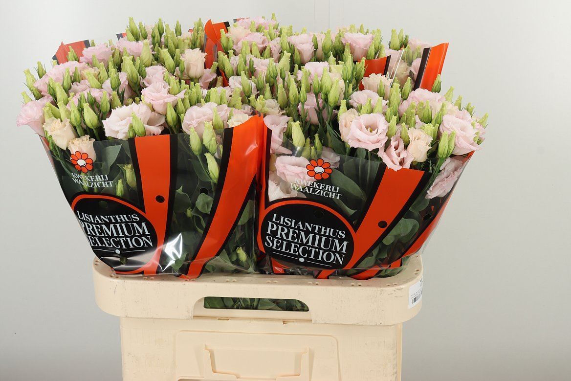 Lysianthus hell rosa