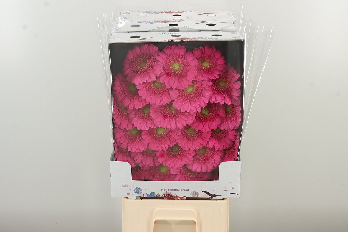 Germini Bono pink