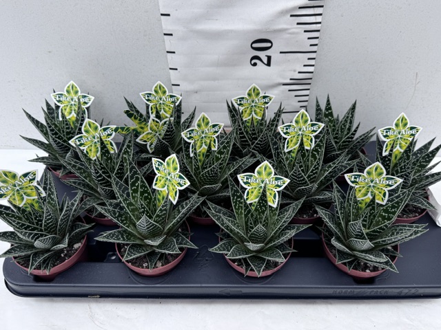 Aloe Tiki Tahi