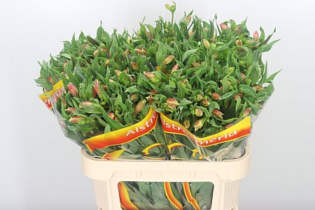 Alstromerien Mix