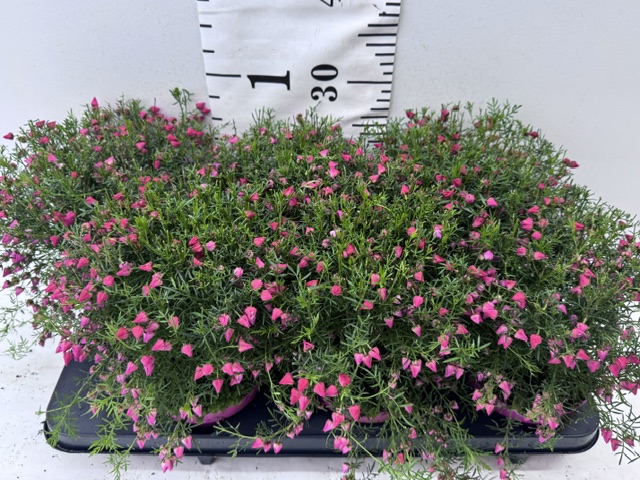 Boronia Heterophylla