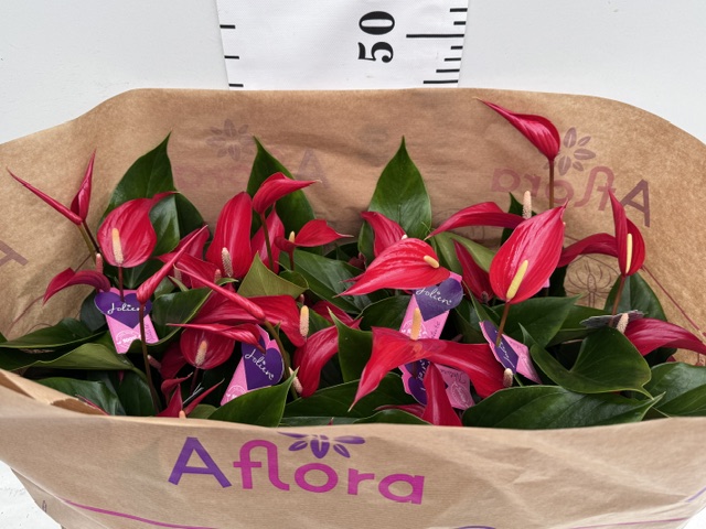 Anthu Banderola Roja