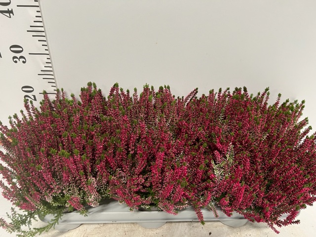 Callunen G. G. rosa - 10er Palette